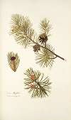 Pinus mughus
