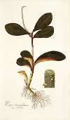 Piper clusiaefolium