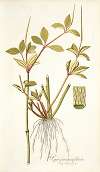Piper pereskiaefolium