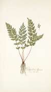 Polypodium alpinum