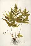 Polypodium trifoliatum