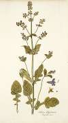 Salvia abyssinica