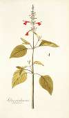 Salvia pseudococcinea