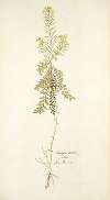 Sinapis millefolia
