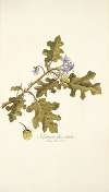 Solanum fuscatum