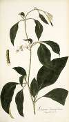 Solanum lanceaefolium