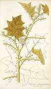 Solanum stramonifolium