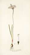 Strumaria angustifolia