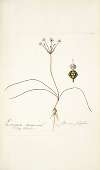 Strumaria filifolia
