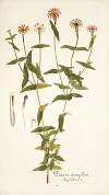 Zinnia tenuiflora