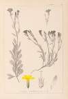 Herbier de la flore française Pl.0009