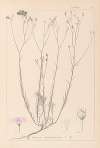 Herbier de la flore française Pl.0015