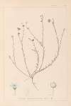 Herbier de la flore française Pl.0018