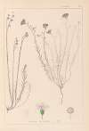 Herbier de la flore française Pl.0020