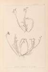 Herbier de la flore française Pl.0021