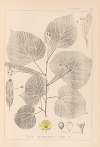 Herbier de la flore française Pl.0025