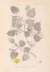 Herbier de la flore française Pl.0026
