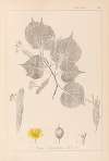 Herbier de la flore française Pl.0028
