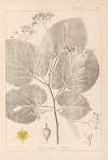 Herbier de la flore française Pl.0029
