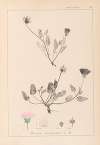 Herbier de la flore française Pl.0031