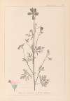 Herbier de la flore française Pl.0033