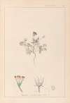 Herbier de la flore française Pl.0038