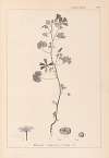Herbier de la flore française Pl.0040