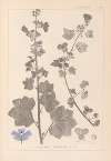 Herbier de la flore française Pl.0045