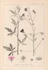 Herbier de la flore française Pl.0052