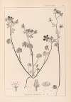 Herbier de la flore française Pl.0054