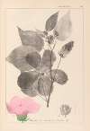 Herbier de la flore française Pl.0055