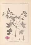 Herbier de la flore française Pl.0061