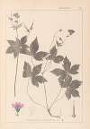 Herbier de la flore française Pl.0062