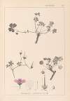 Herbier de la flore française Pl.0065