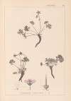Herbier de la flore française Pl.0066