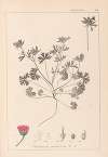 Herbier de la flore française Pl.0070