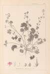 Herbier de la flore française Pl.0072