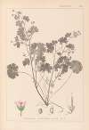 Herbier de la flore française Pl.0074