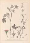Herbier de la flore française Pl.0075