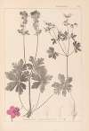 Herbier de la flore française Pl.0077