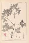 Herbier de la flore française Pl.0078