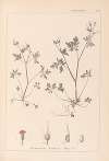 Herbier de la flore française Pl.0079