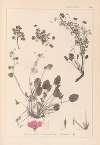 Herbier de la flore française Pl.0082