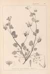 Herbier de la flore française Pl.0083