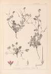Herbier de la flore française Pl.0085