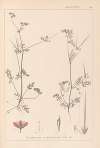 Herbier de la flore française Pl.0086