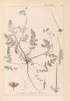 Herbier de la flore française Pl.0087