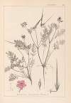 Herbier de la flore française Pl.0088