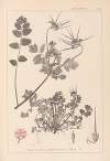 Herbier de la flore française Pl.0089