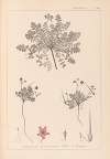 Herbier de la flore française Pl.0090